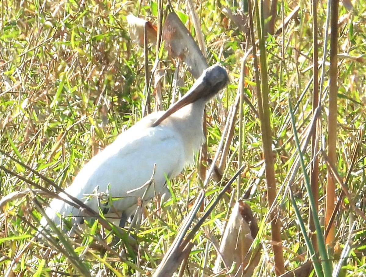 Tantalo amerikarra - ML646538506