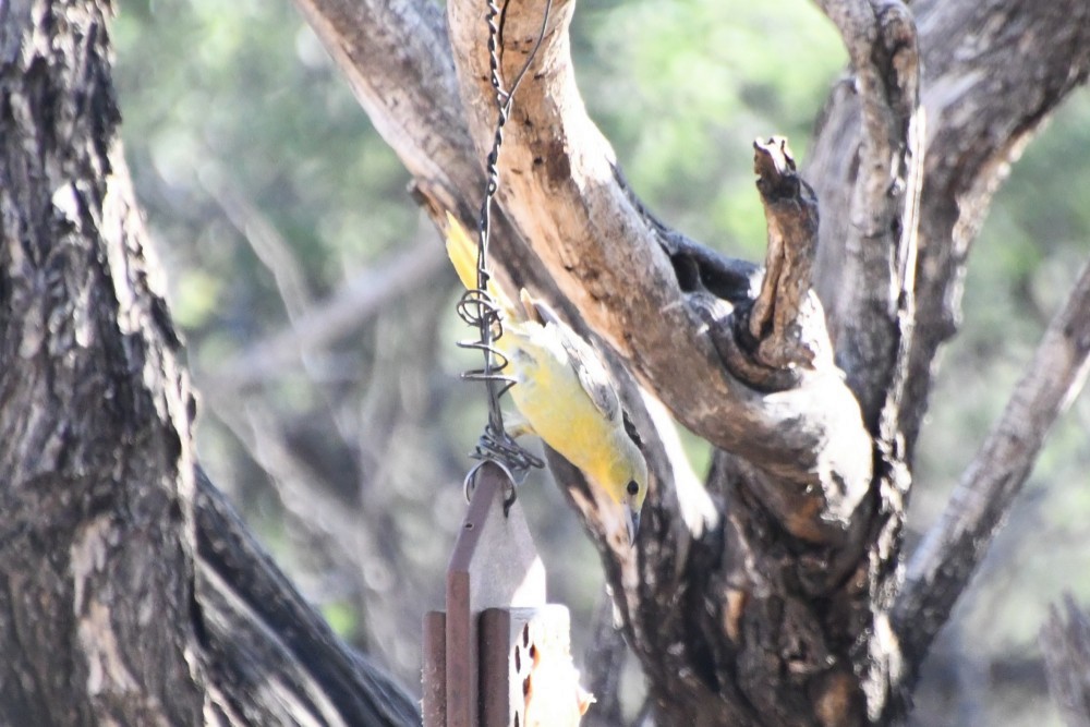 Hooded Oriole (nelsoni Group) - ML646538507