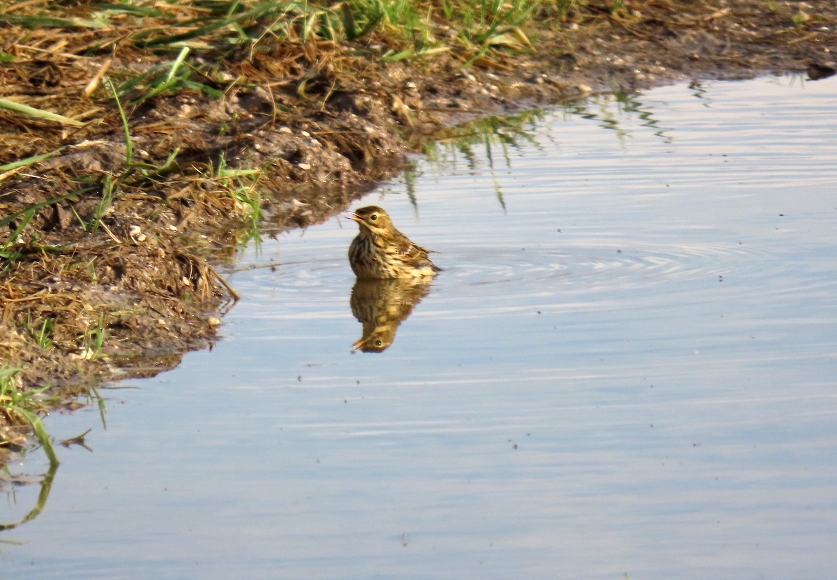 Pipit farlouse - ML646538508