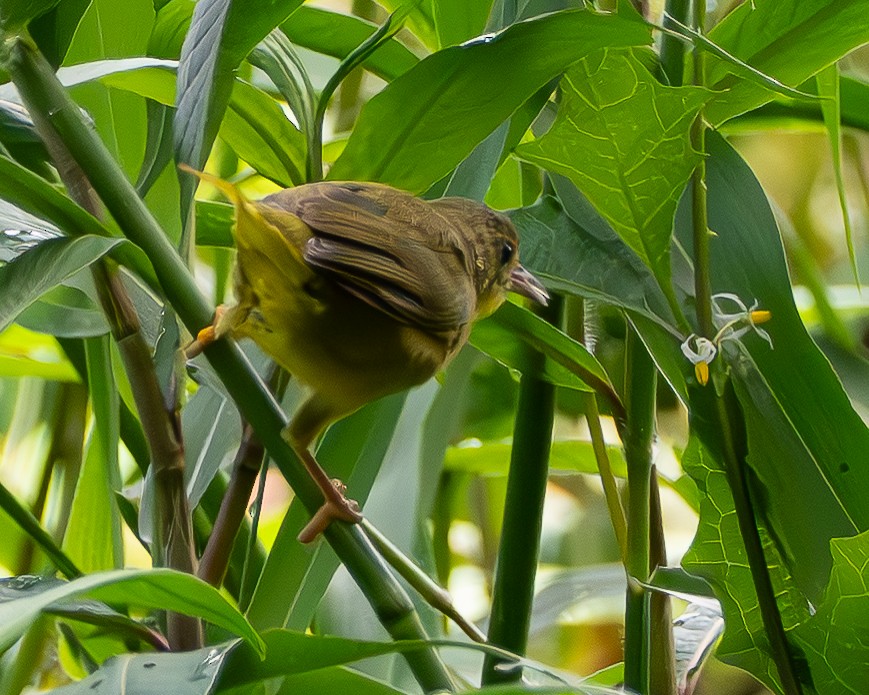 Olivscheitel-Gelbkehlchen - ML646538509