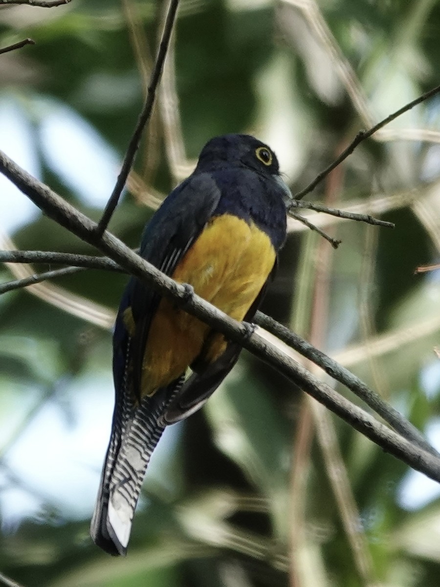Amazonian Violaceous Trogon - ML646538510