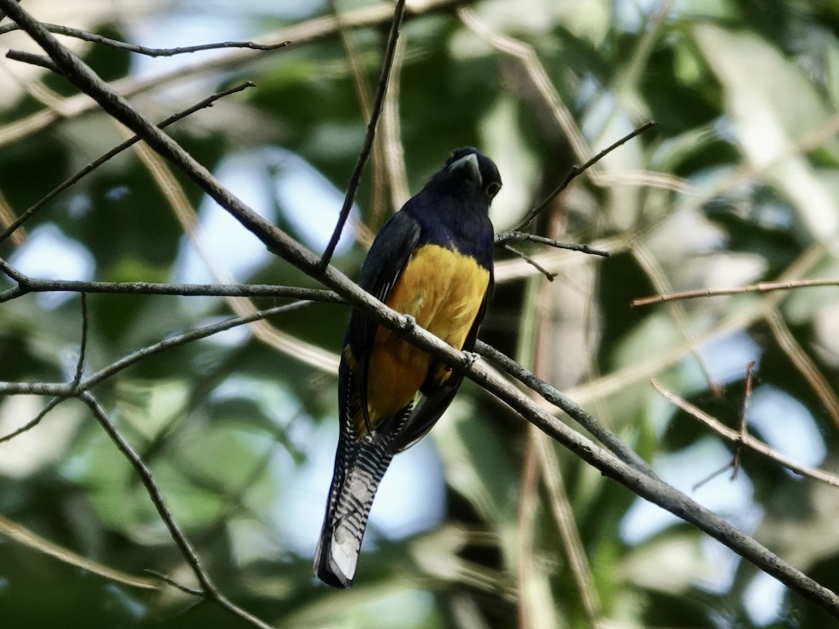 Amazonian Violaceous Trogon - ML646538511