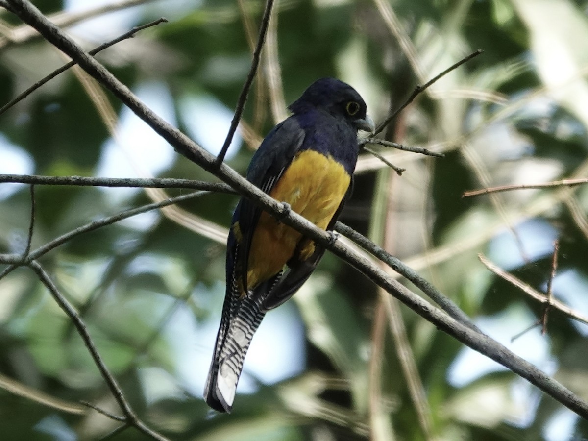 Amazonian Violaceous Trogon - ML646538512