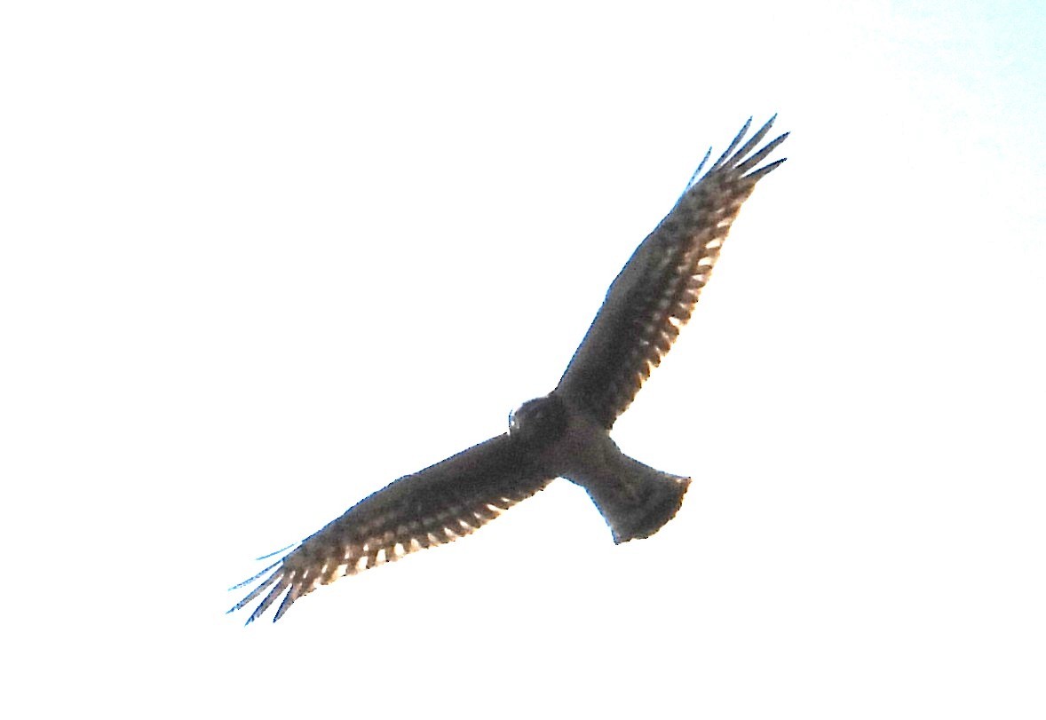 Mirotz zuri iparramerikarra - ML646538515