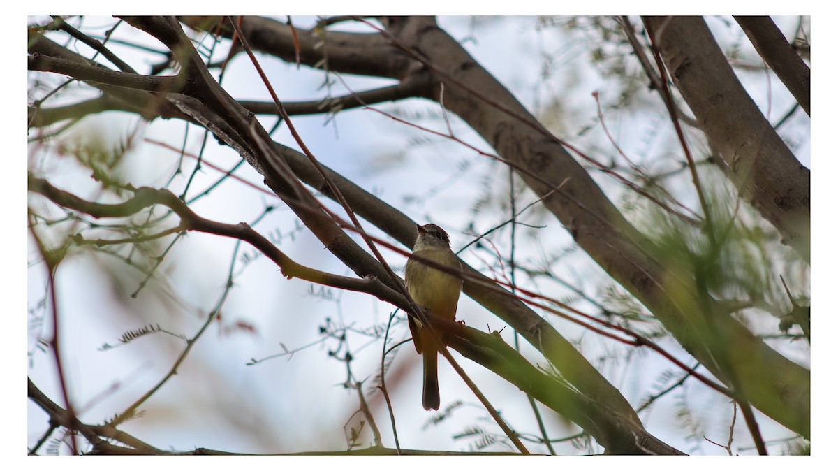 Dusky Flycatcher - ML646538516