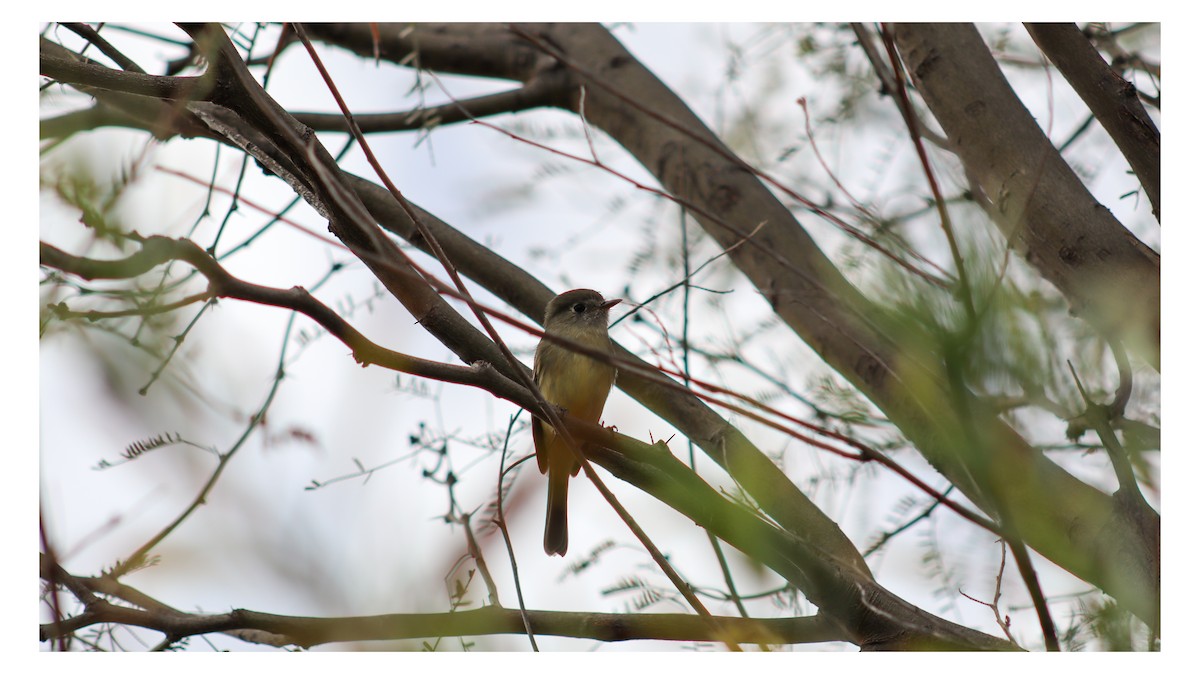 Dusky Flycatcher - ML646538517