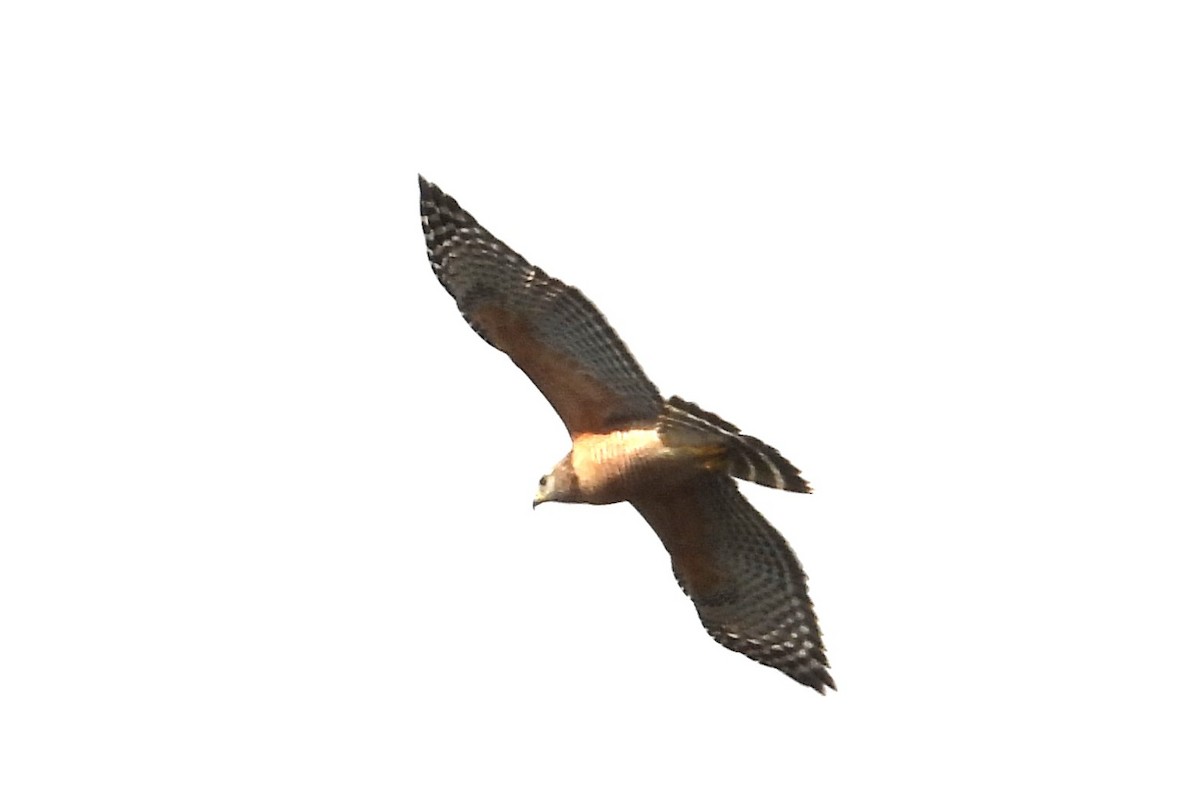 Red-shouldered Hawk - ML646538522