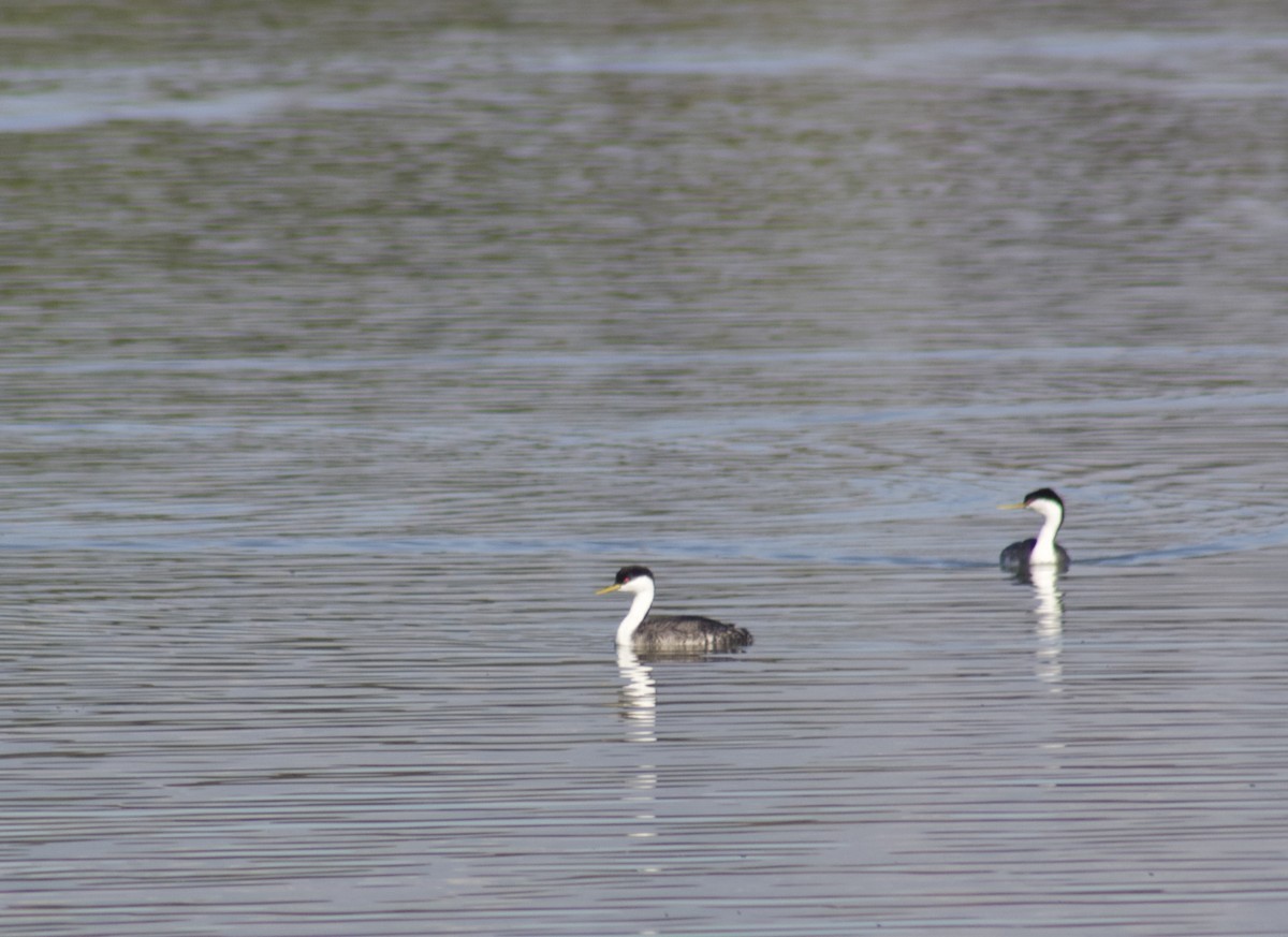 İnce Gagalı Batağan - ML646538523