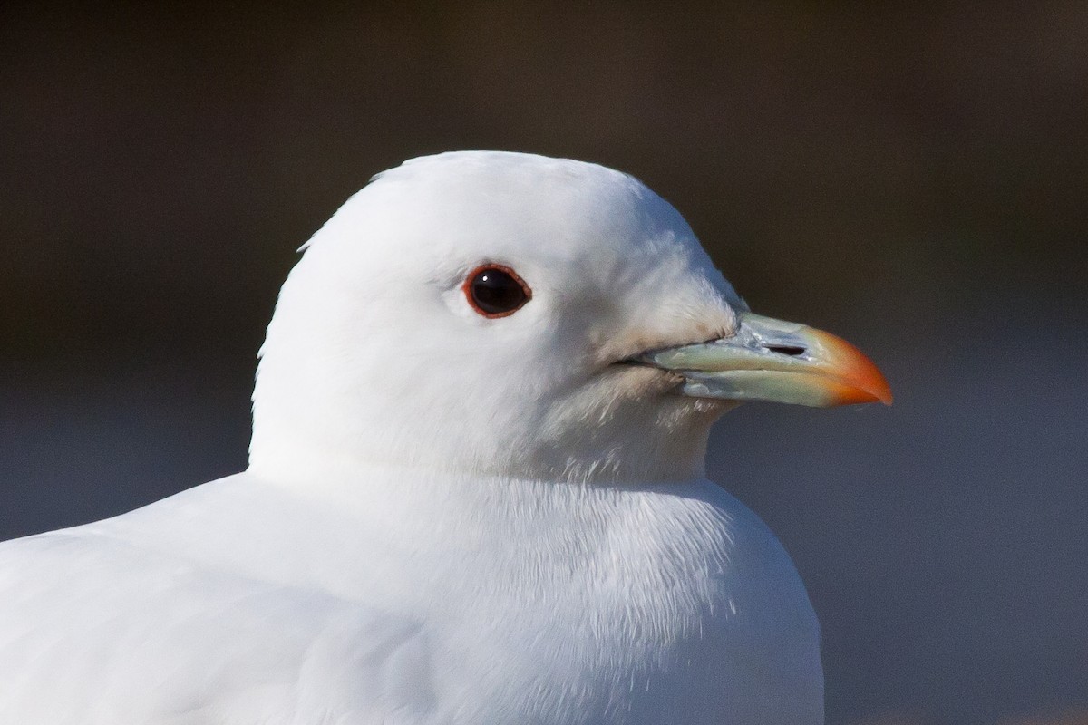 Белая чайка - ML646538524