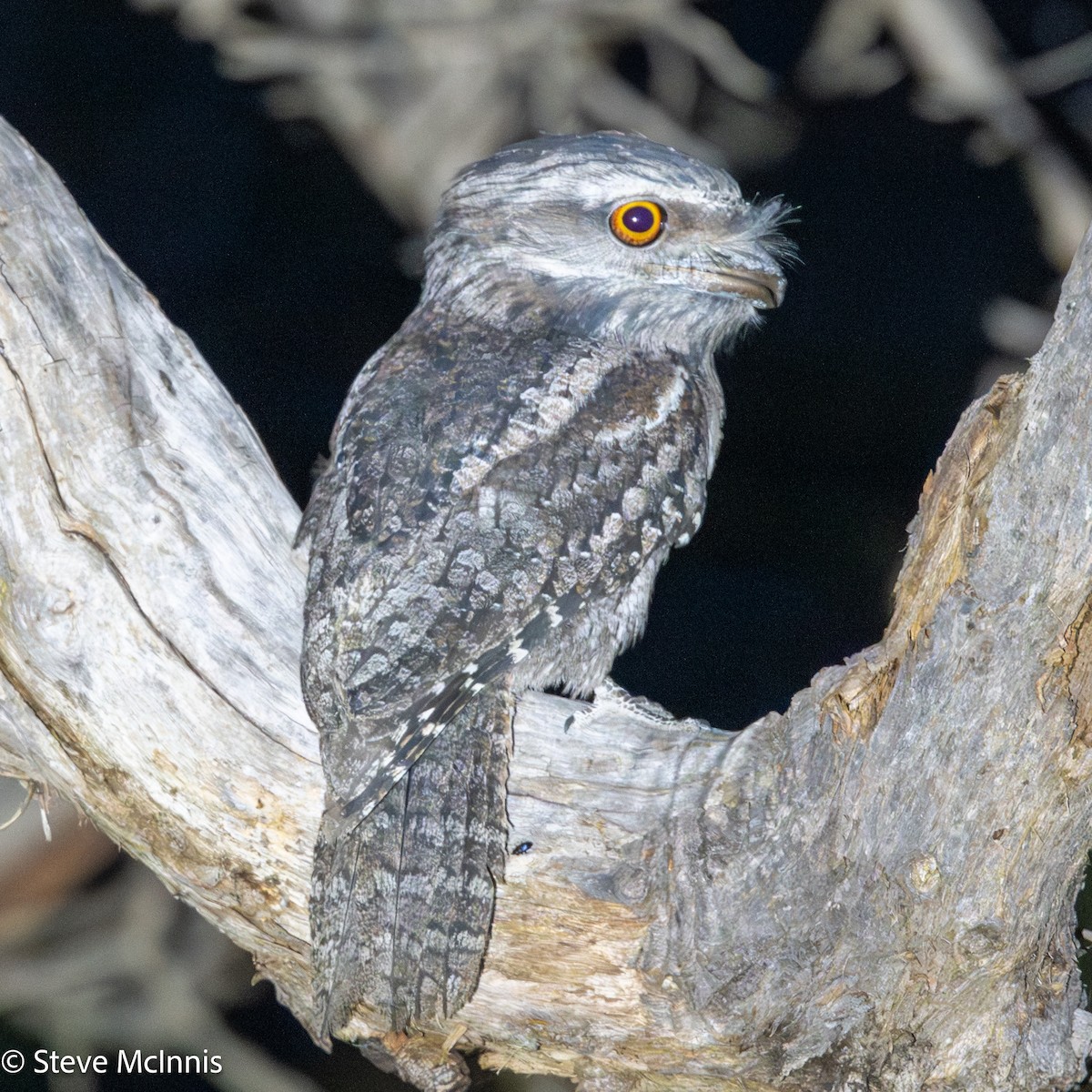 Білоніг австралійський - ML646538525