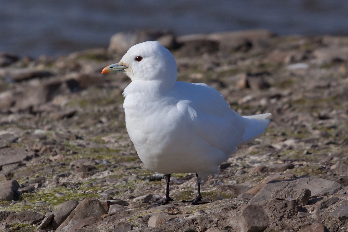Белая чайка - ML646538527
