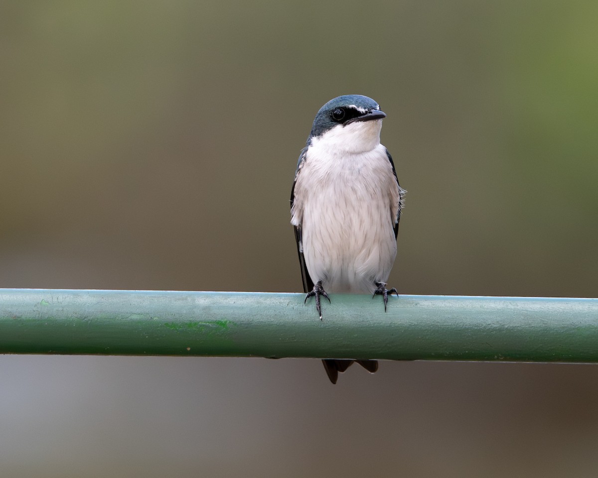 Mangroveschwalbe - ML646538535