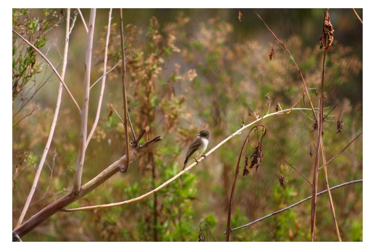 Eastern Phoebe - ML646538536