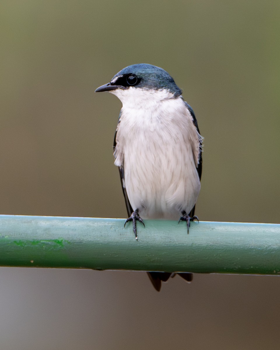 Mangroveschwalbe - ML646538538