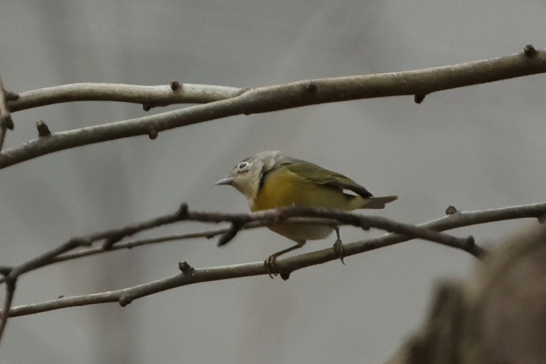 Nashville Warbler - ML646538543