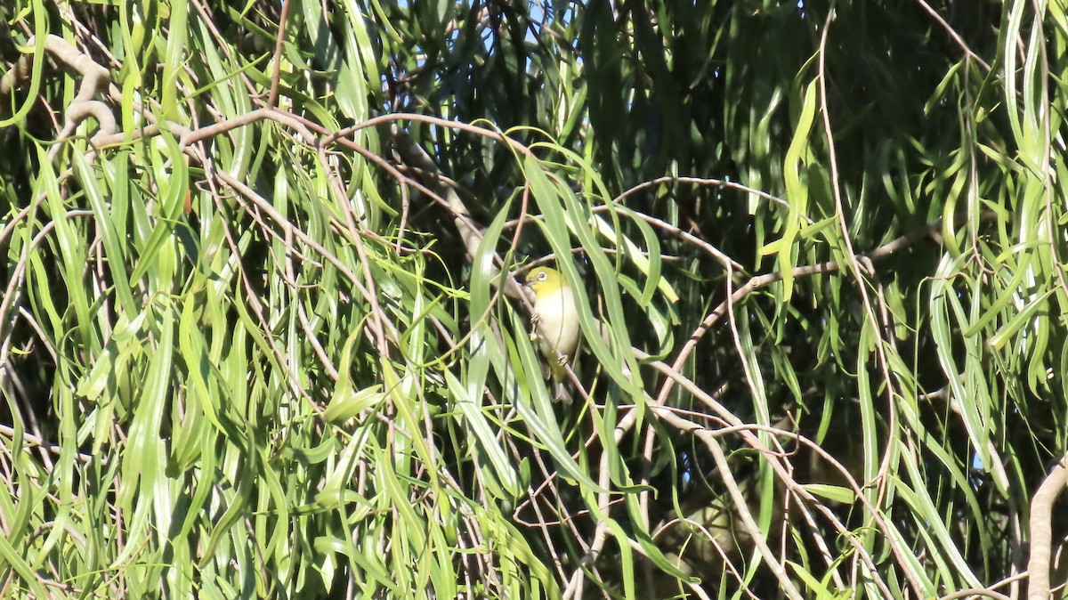 Anteojitos de Swinhoe - ML646538544