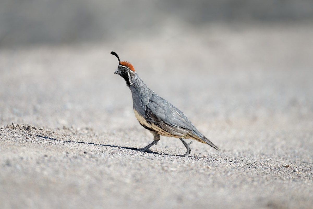 Gambel's Quail - ML646538546