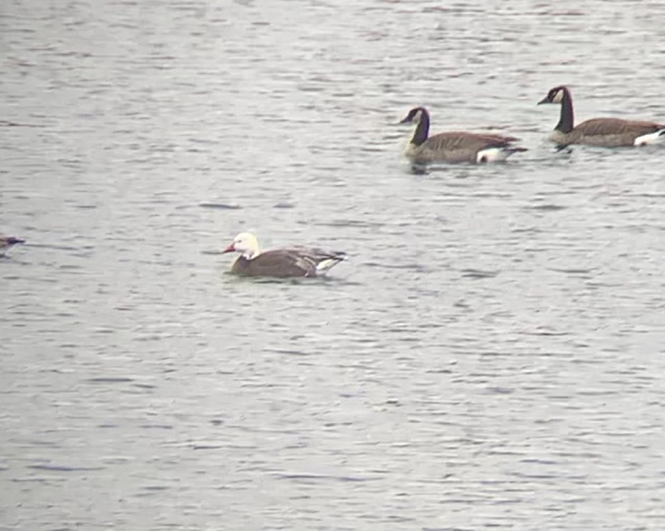 Snow Goose - ML646538551