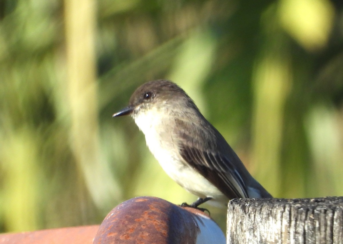 Eastern Phoebe - ML646538552