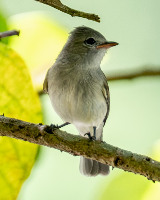 Blasskleintyrann - ML646538555