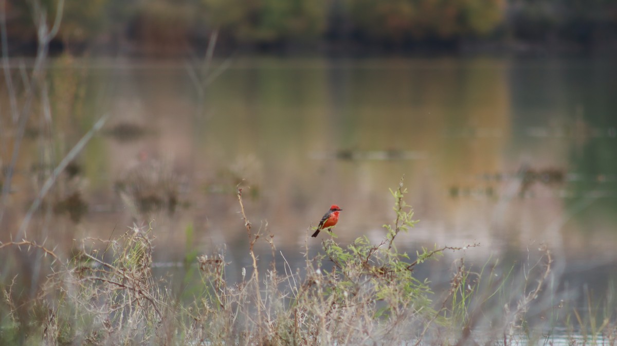 Vermilion Flycatcher - ML646538559