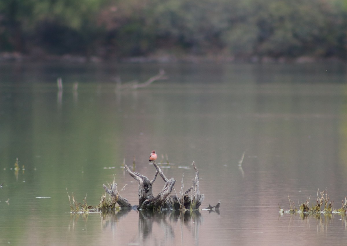 Vermilion Flycatcher - ML646538560