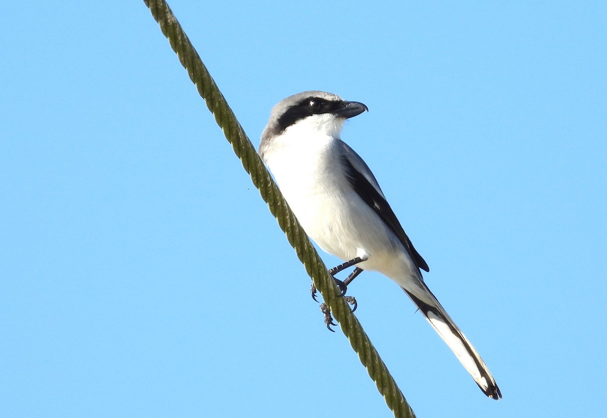 Loggerhead Shrike - ML646538561