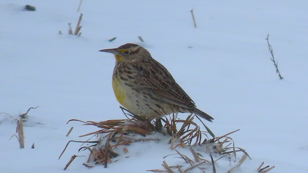 Western Meadowlark - ML646538562