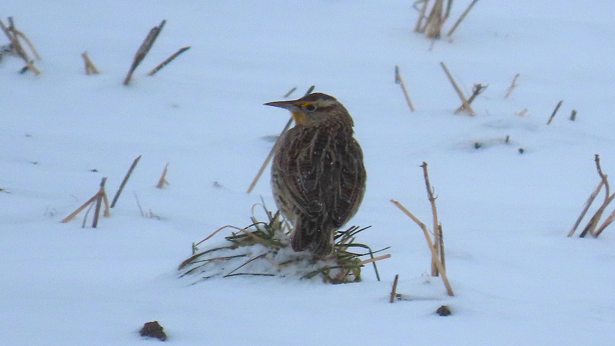 Western Meadowlark - ML646538563