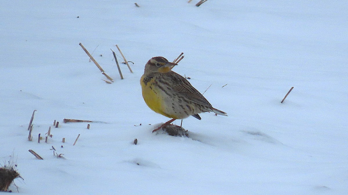 Western Meadowlark - ML646538564
