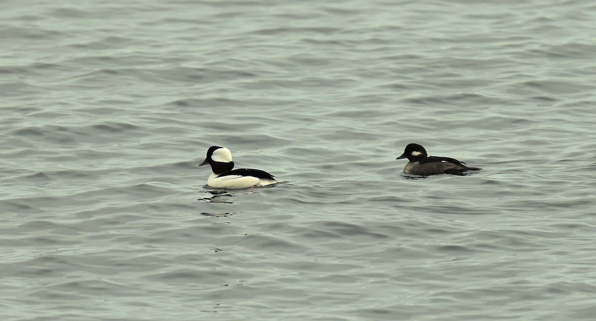 Bufflehead - ML646538565