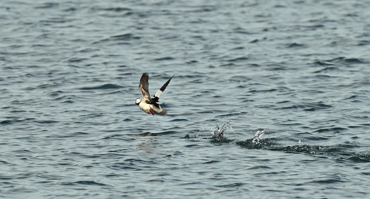 Bufflehead - ML646538566