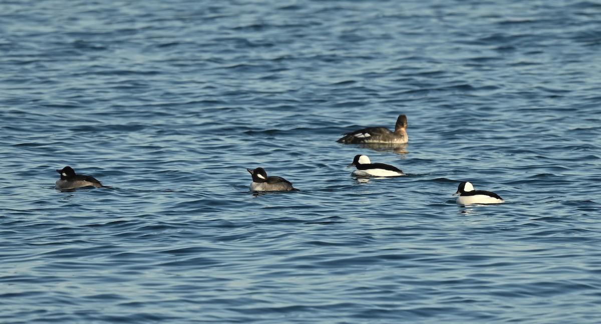 Bufflehead - ML646538567