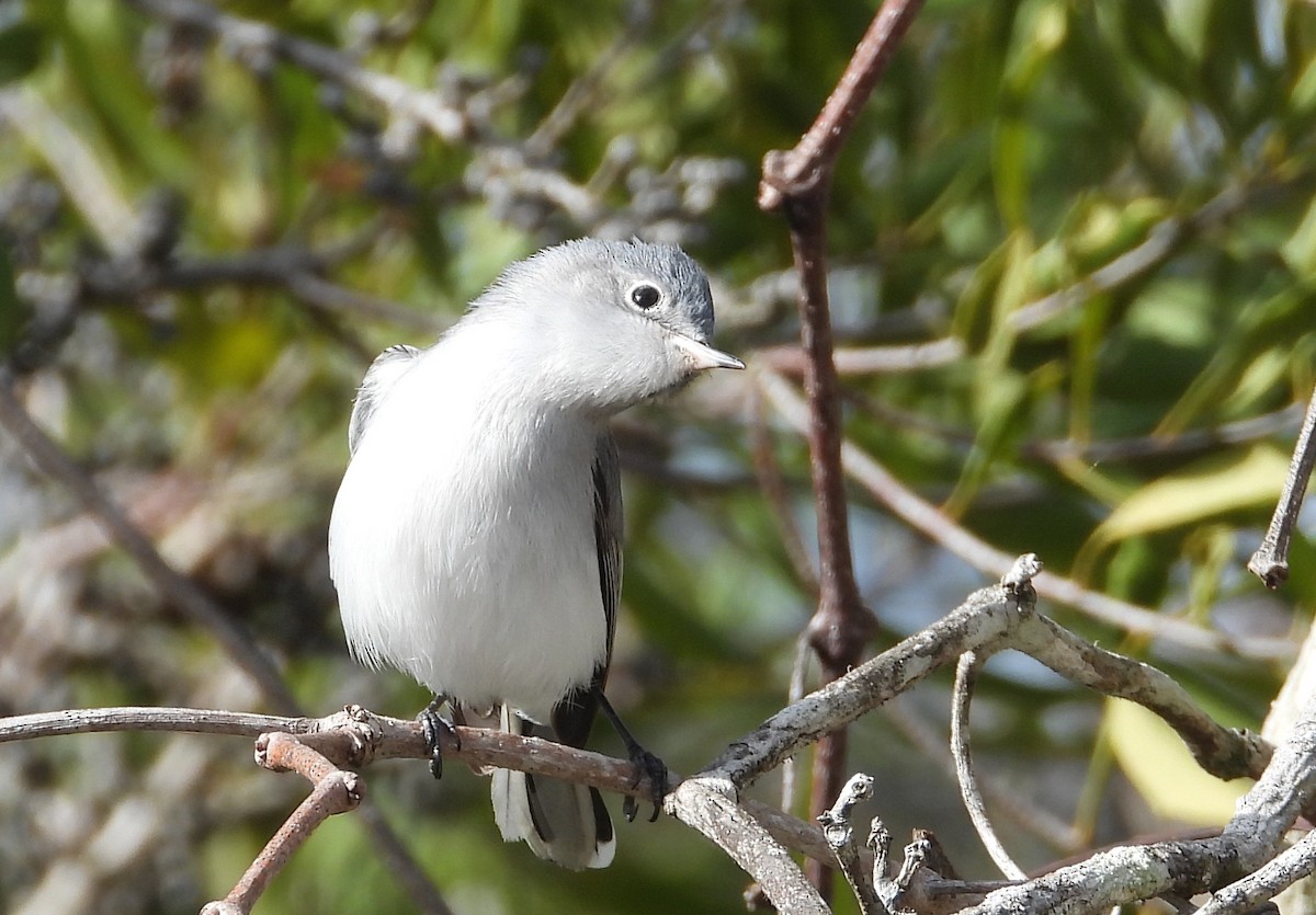 Blue-gray Gnatcatcher - ML646538574