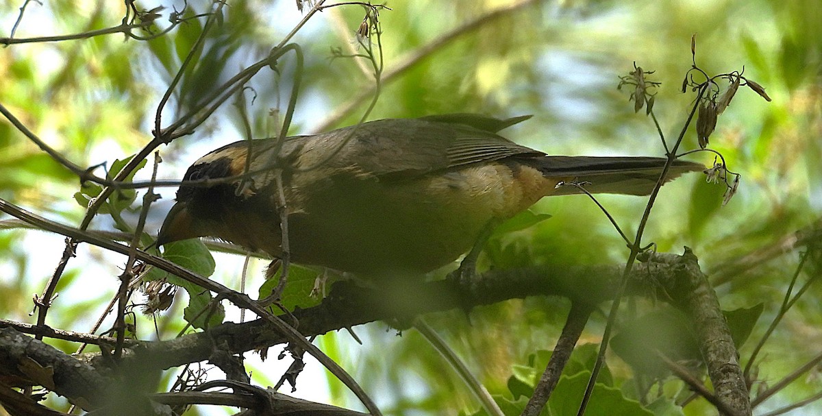 Golden-billed Saltator - ML646538577