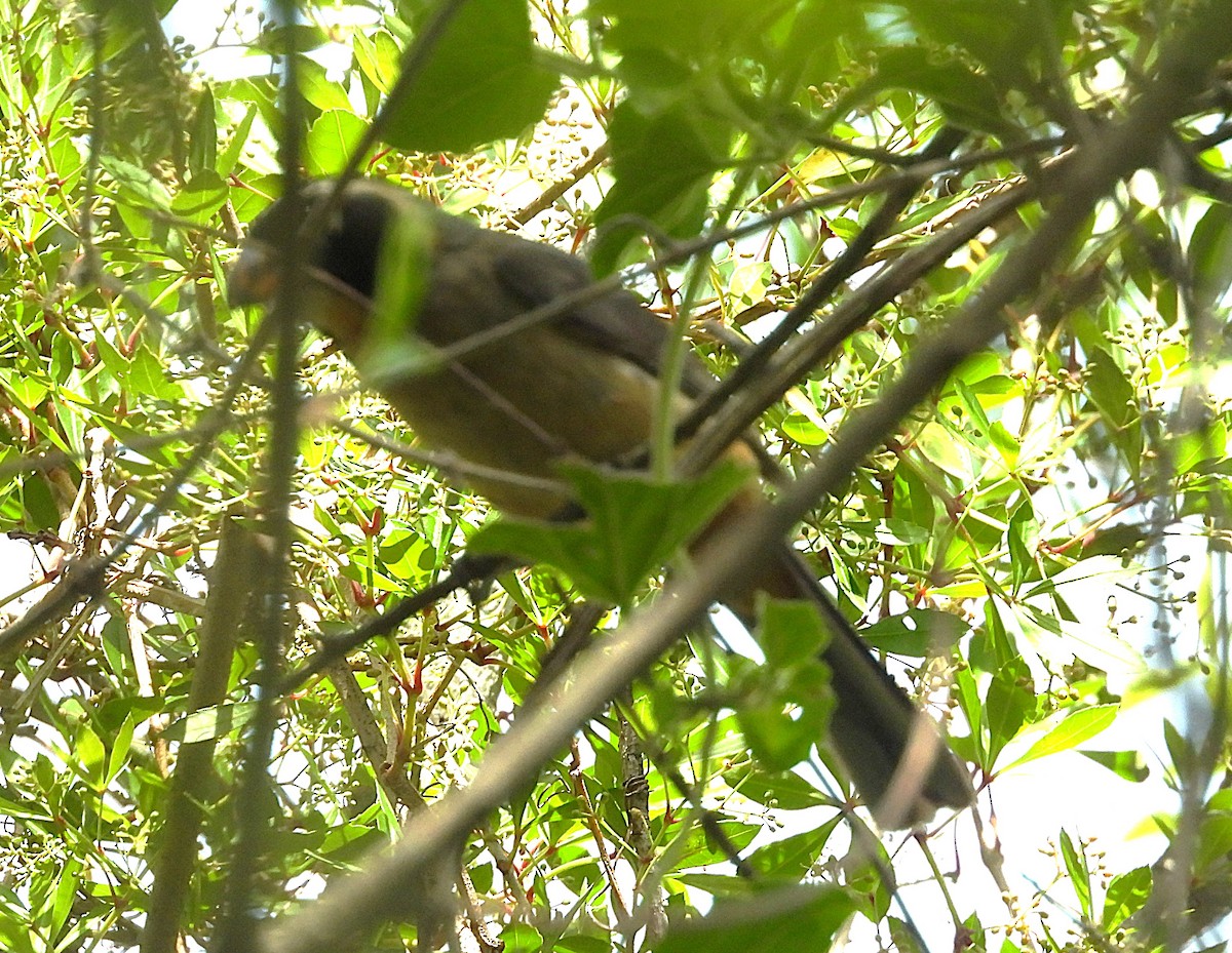 Golden-billed Saltator - ML646538578