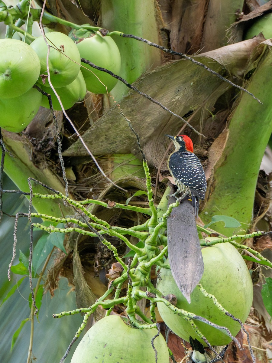 Schläfenfleckspecht - ML646538583