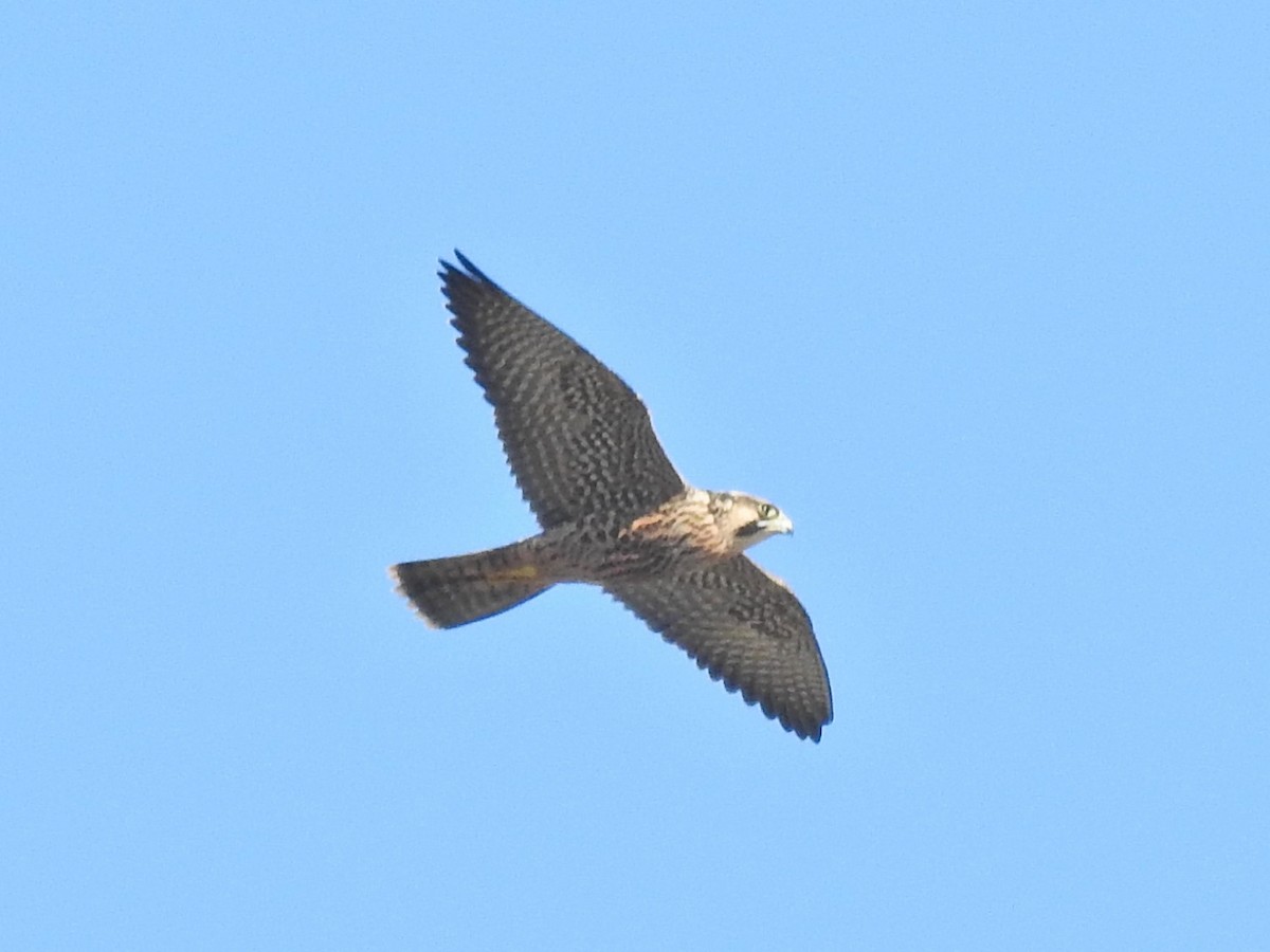 Peregrine Falcon (Tundra) - ML646538584