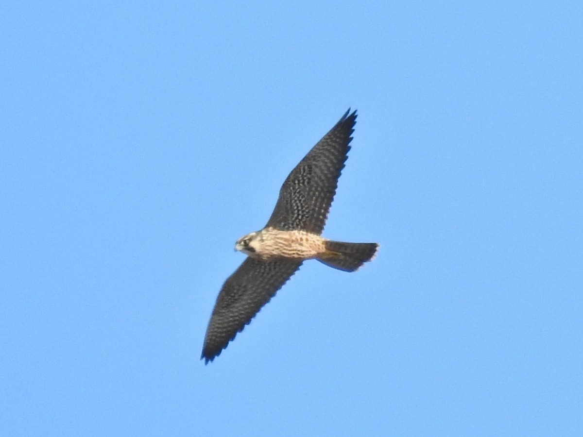Peregrine Falcon (Tundra) - ML646538585