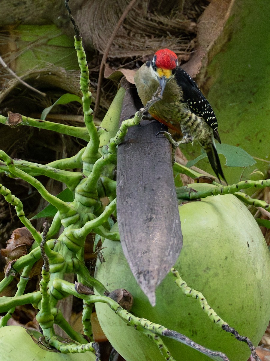 Schläfenfleckspecht - ML646538586