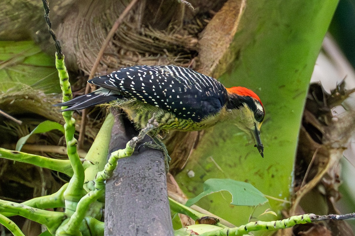 Schläfenfleckspecht - ML646538587