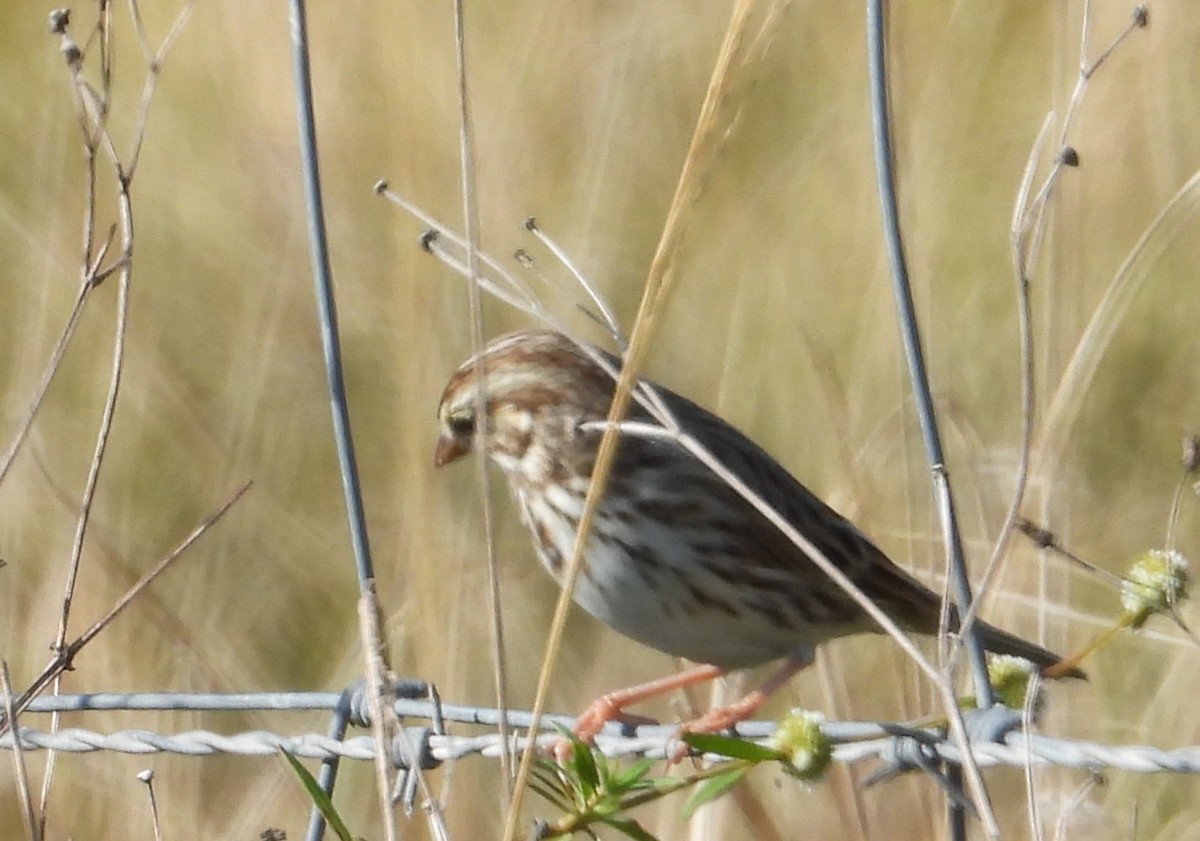 Savannah Sparrow - ML646538589