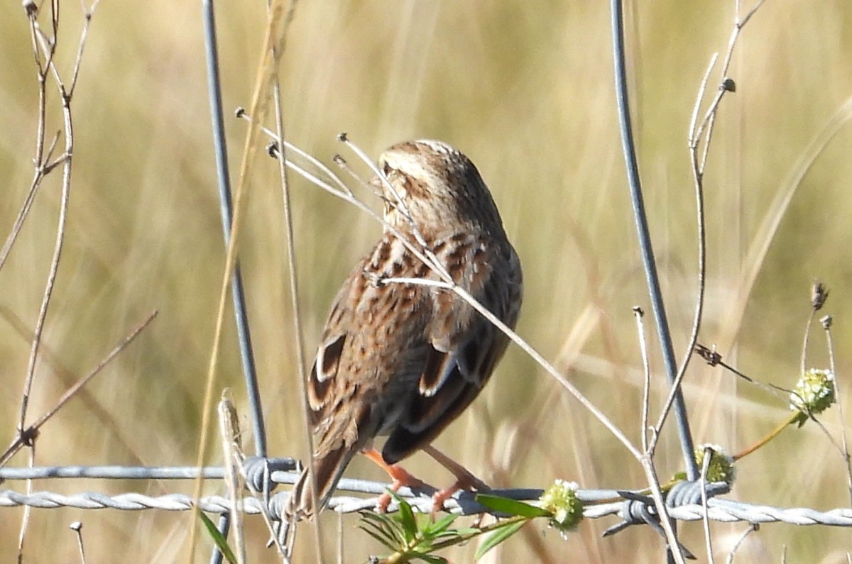 Savannah Sparrow - ML646538590