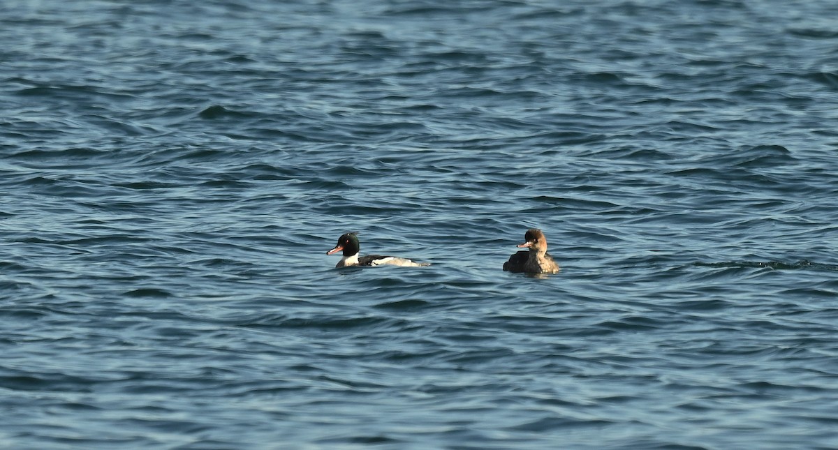 Red-breasted Merganser - ML646538593