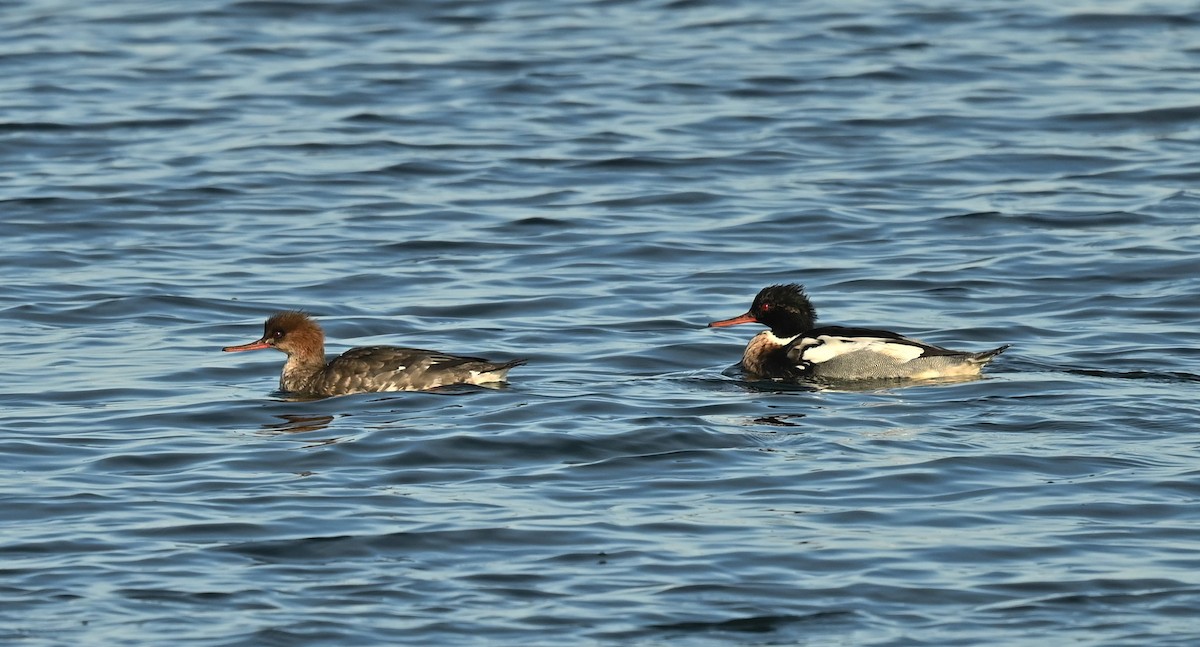 Red-breasted Merganser - ML646538594