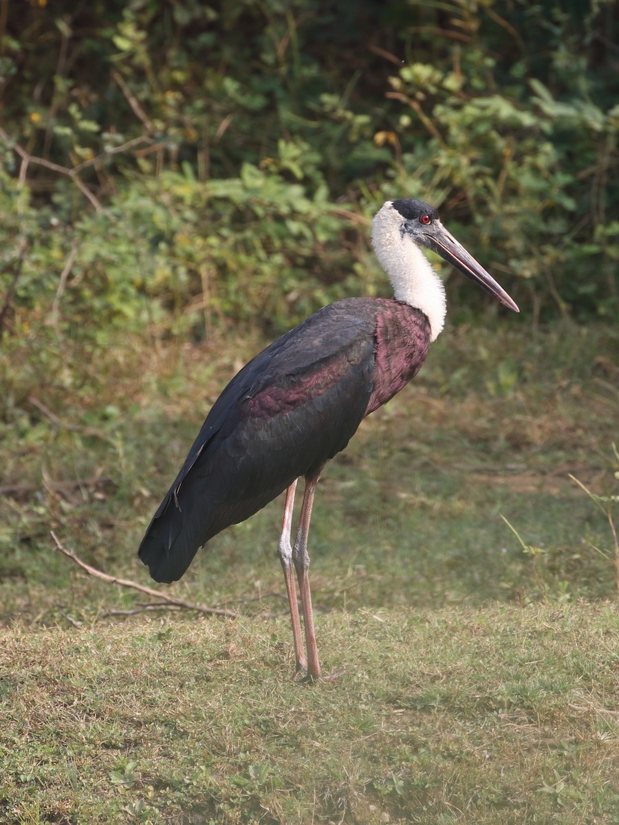 čáp bělokrký - ML646538596