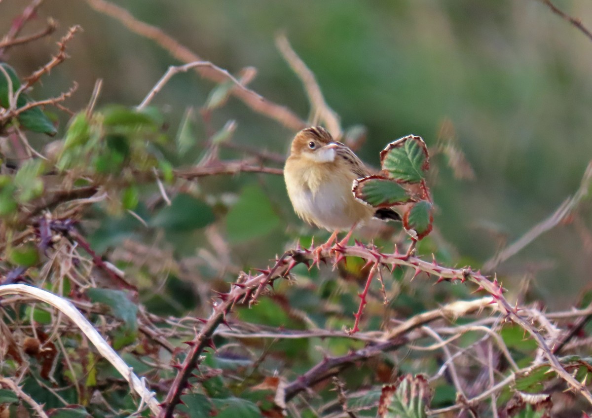 Cisticole des joncs - ML646538598