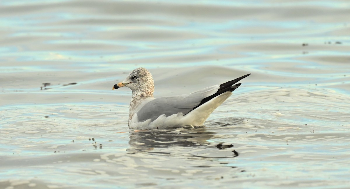 Ring-billed Gull - ML646538602