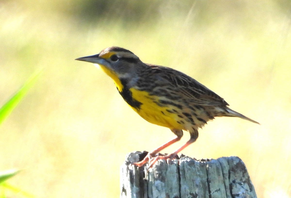 Eastern Meadowlark - ML646538605