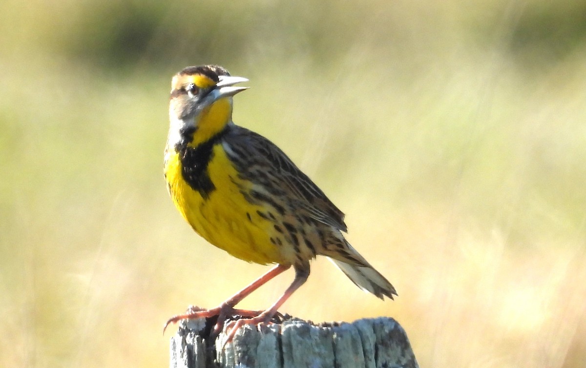 Eastern Meadowlark - ML646538606